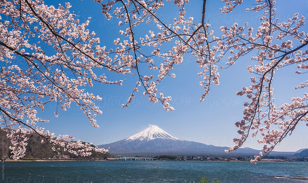 Cherry Blossoms Hanging Over Fuji