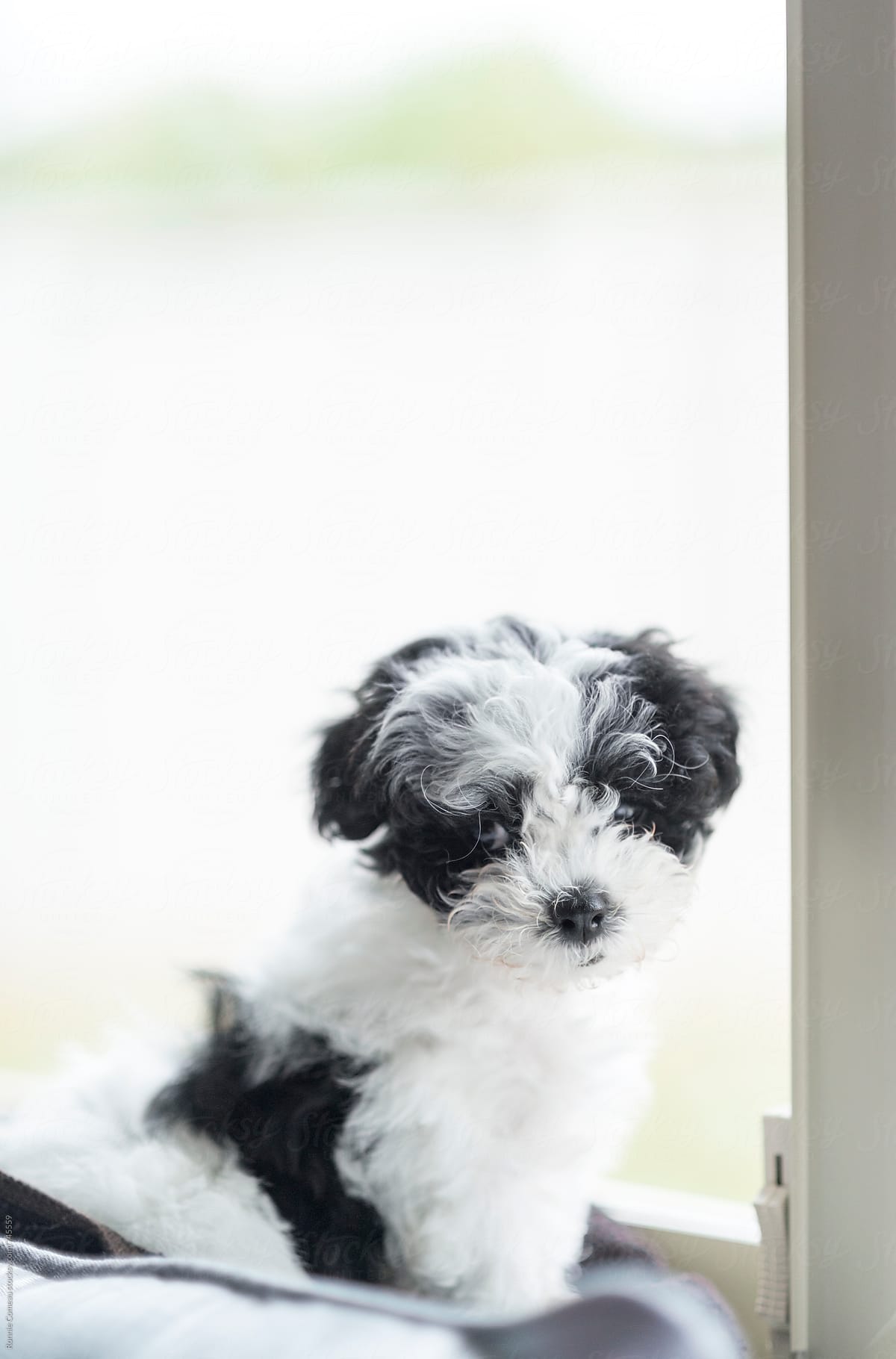 Tiny Puppy On Window Sill