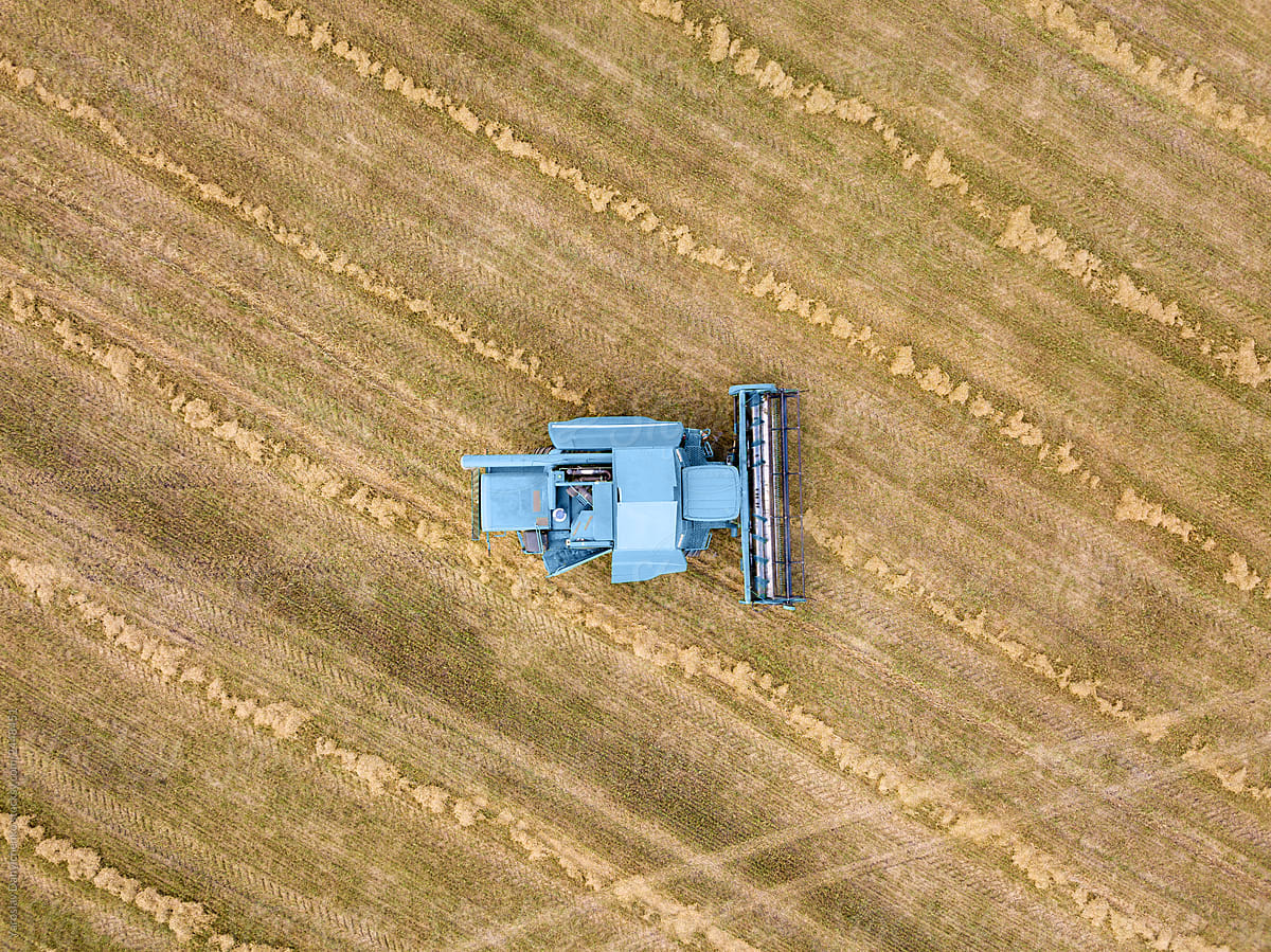 Aerial view of the field after harvest. Rows of straw on an agri
