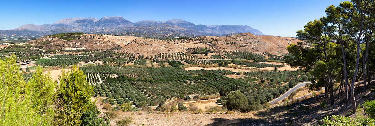 Olive tree plantations in the mountains of Crete, Greece