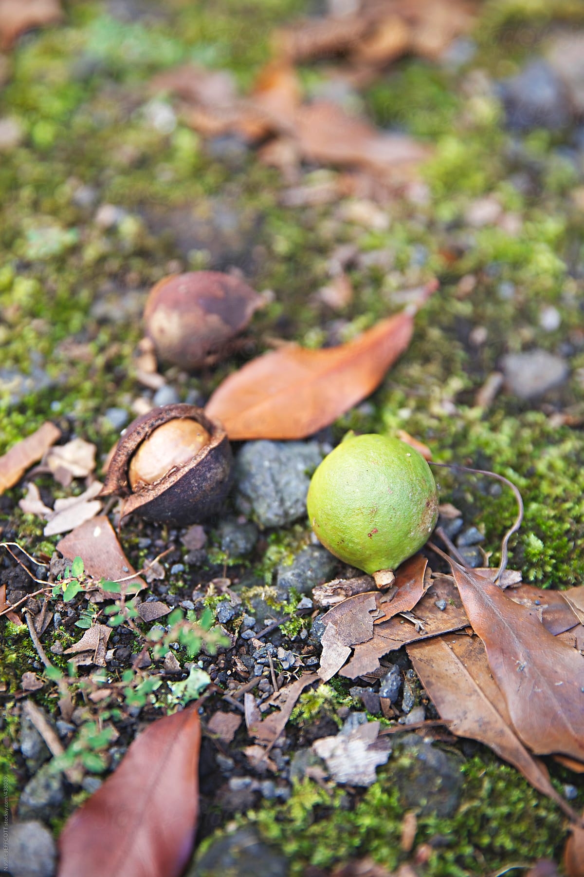 close up of macadamia nuts fallen of a tree, on the ground in natural environment