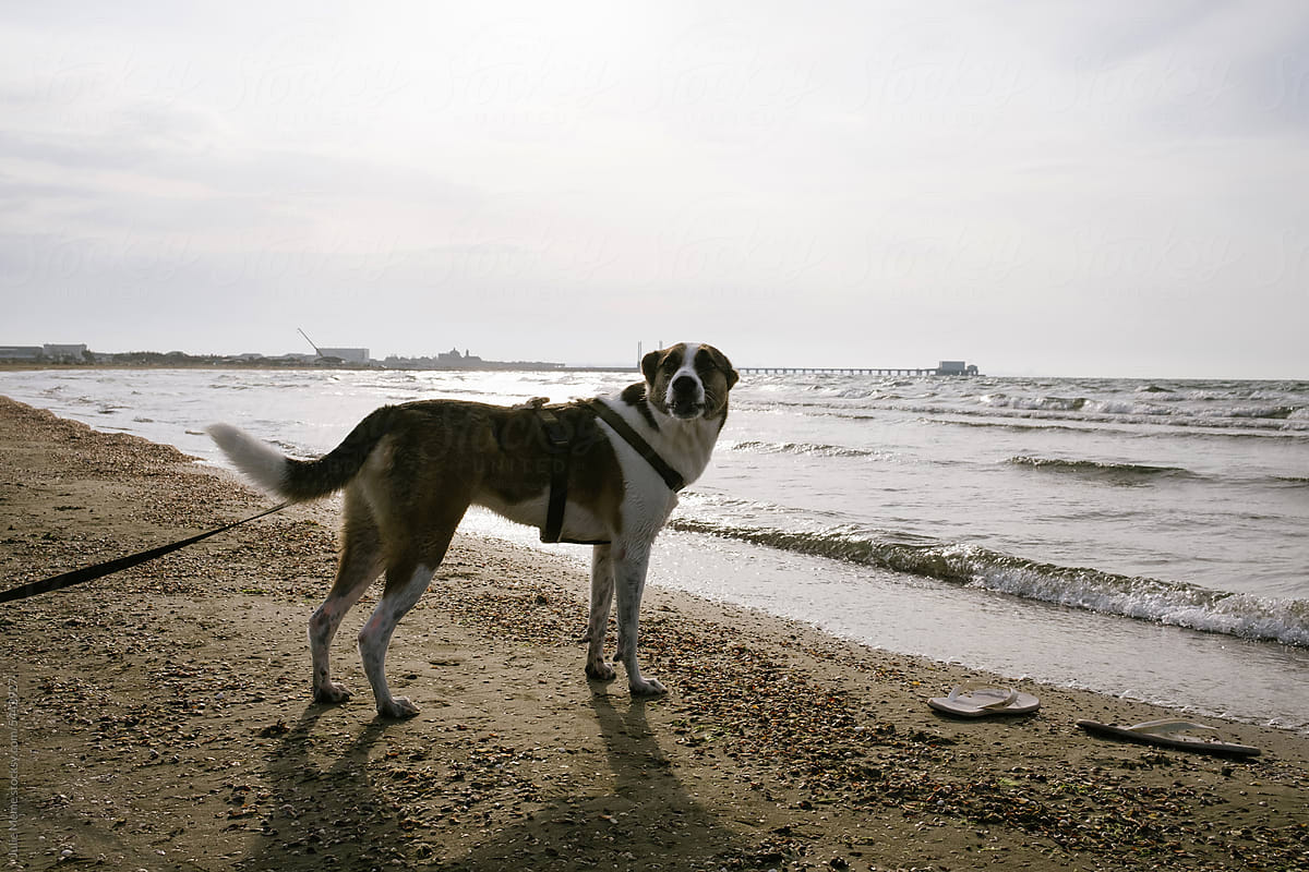 Large Dog on a Leash Enjoying a Walk Along a sandy Beach