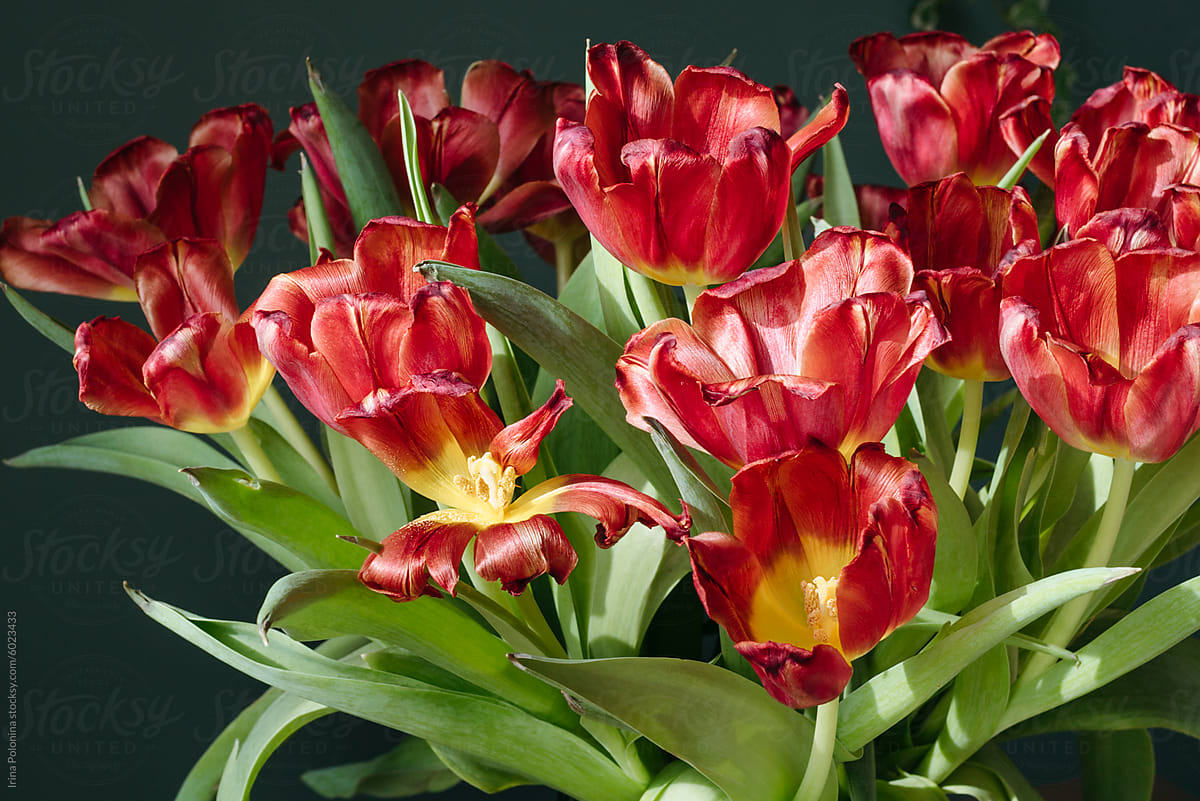 Vivid Red Tulips Against Dark Background