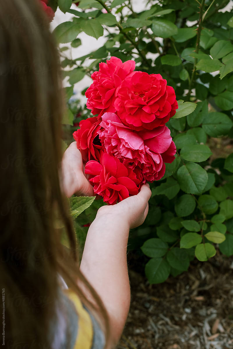 child cupping her hands around red roses