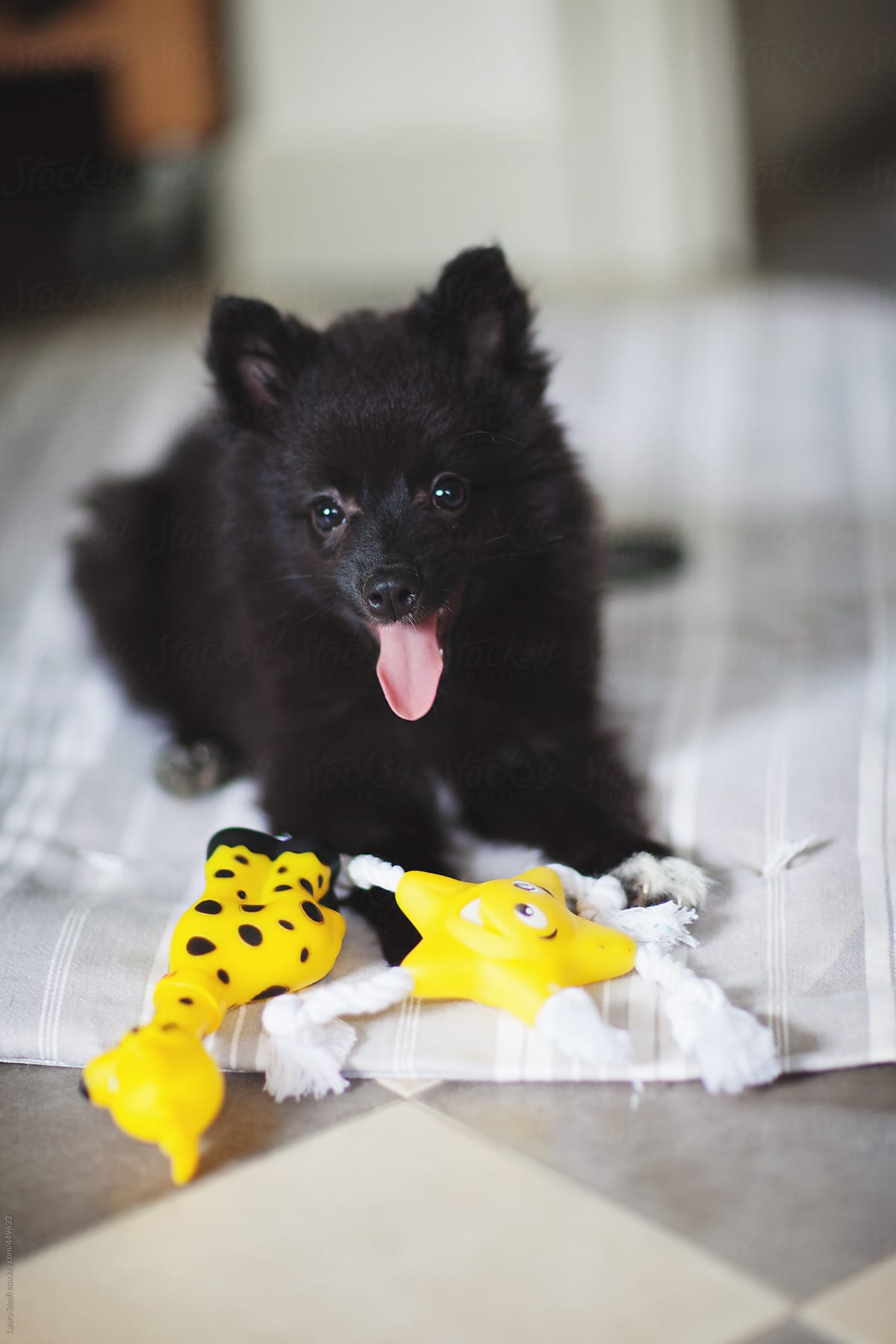 Spitz puppy lays on bedding with toys and tongue out and looks at the camera