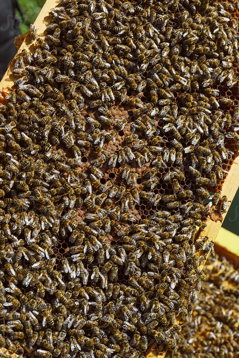 Many bees on frame with honeycomb