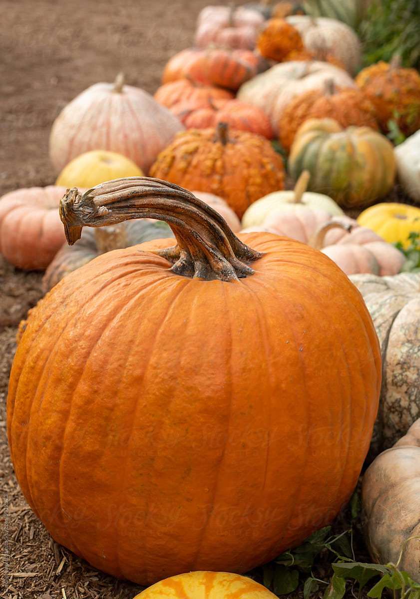Colorful pumpkins and gourds