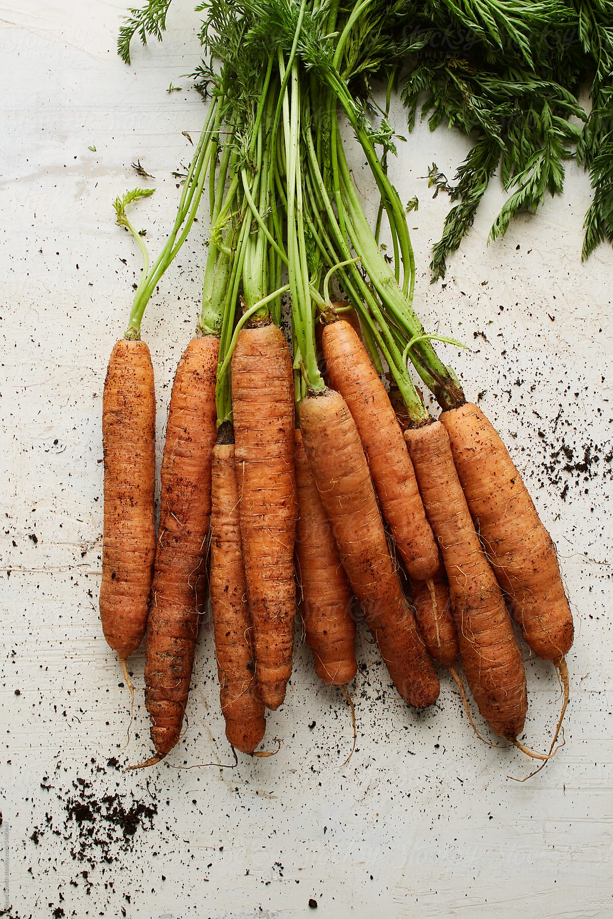 Fresh carrots with rests of soil on white board
