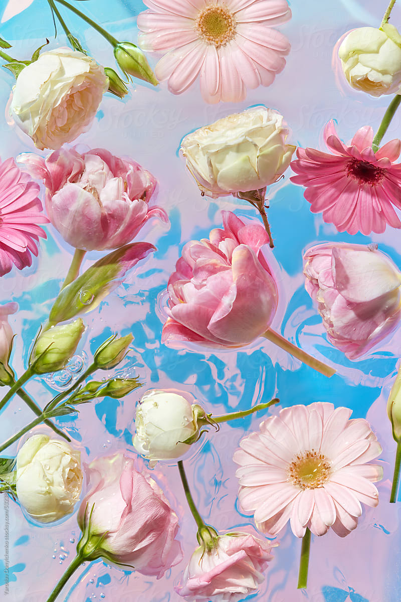 Fresh pink flowers on iridescent water background.