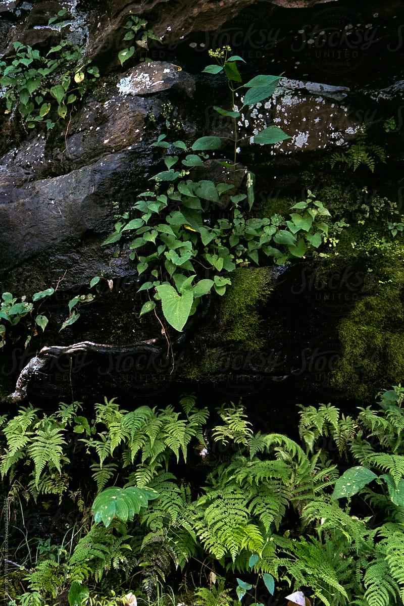Ferns and vines in the Poconos Mountains