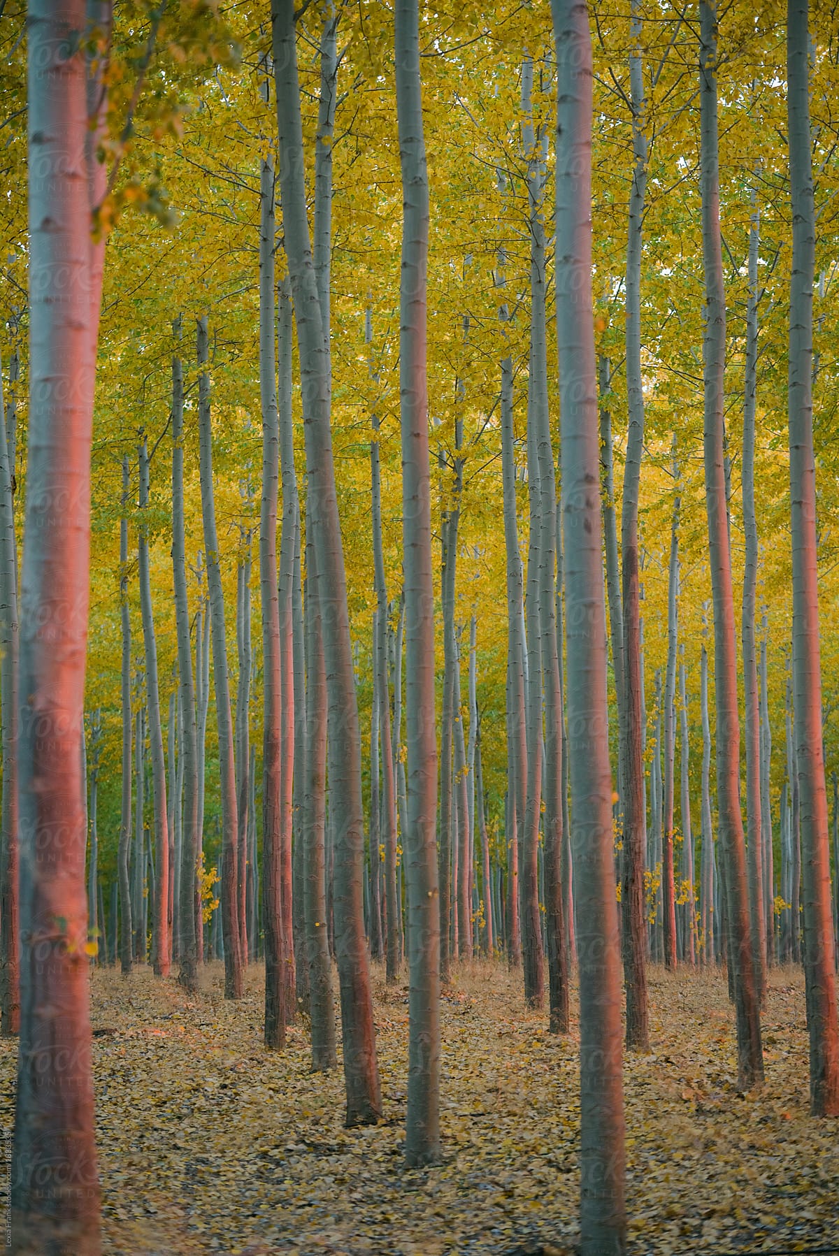 grove of identical poplar trees in the fall with vibrant colors