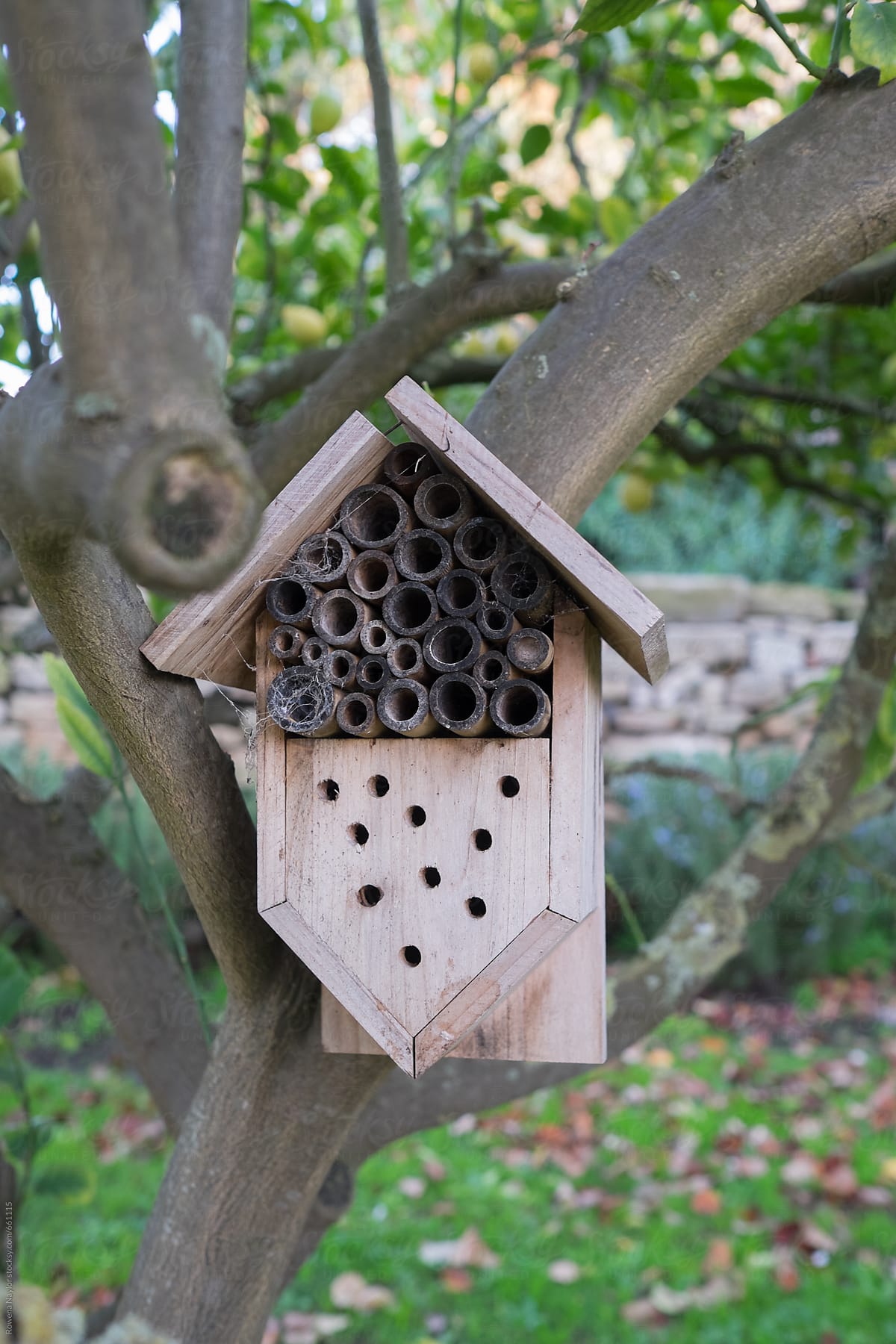 Insect Hotel in Lemon Tree