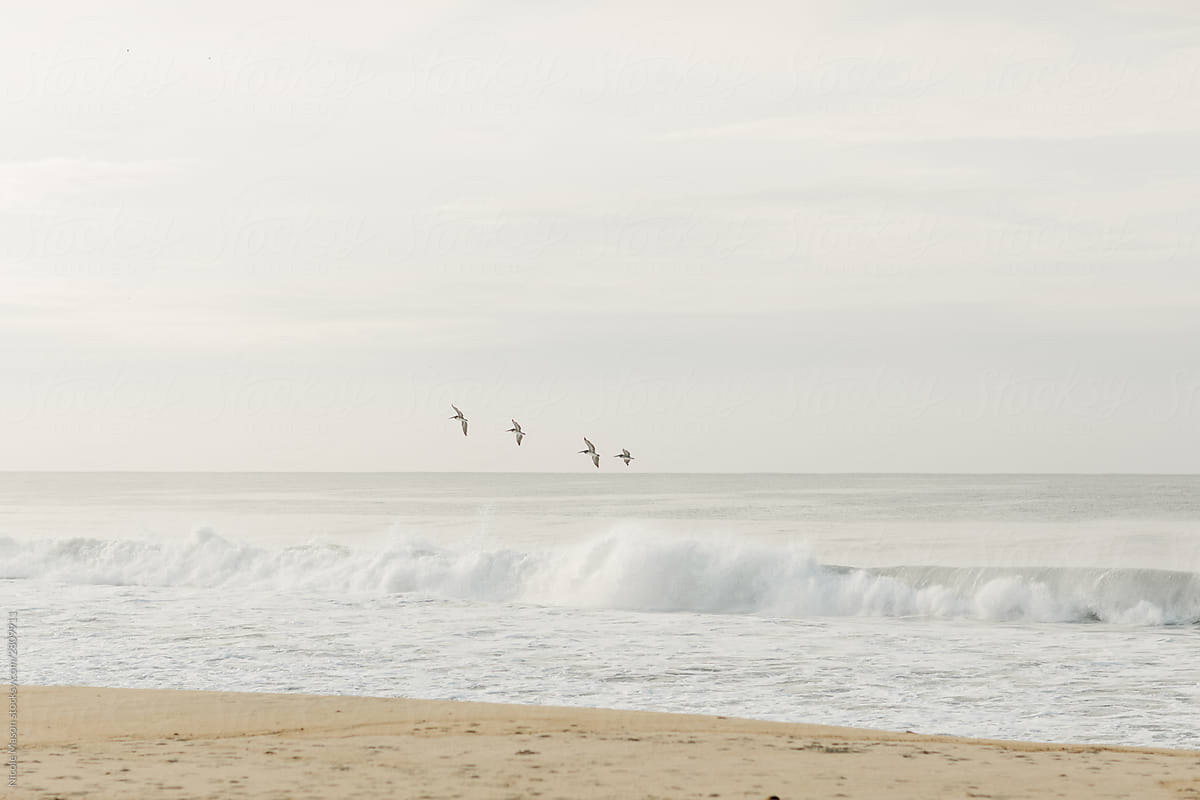 four birds flying over the ocean