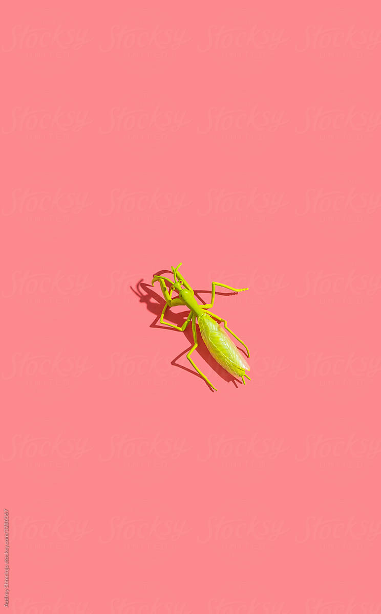 Mantis insect
