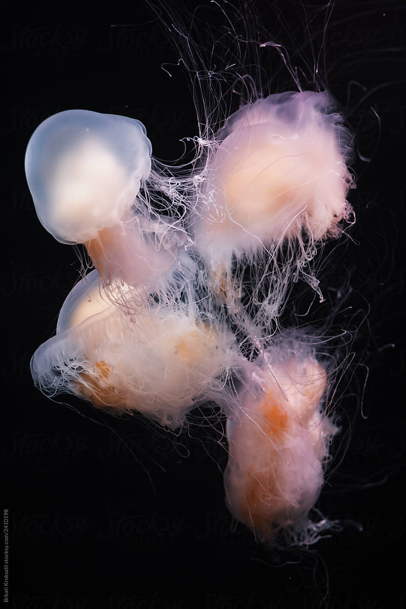 Jellyfish In The Aquarium