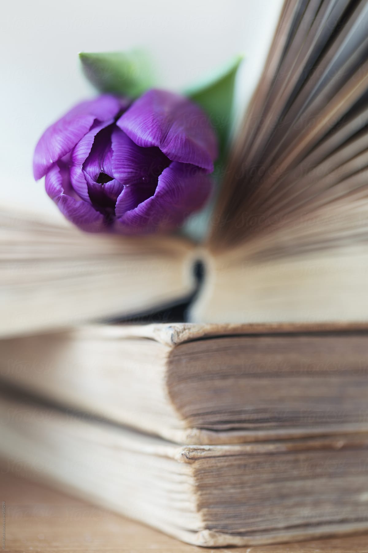 Old books and purple tulip