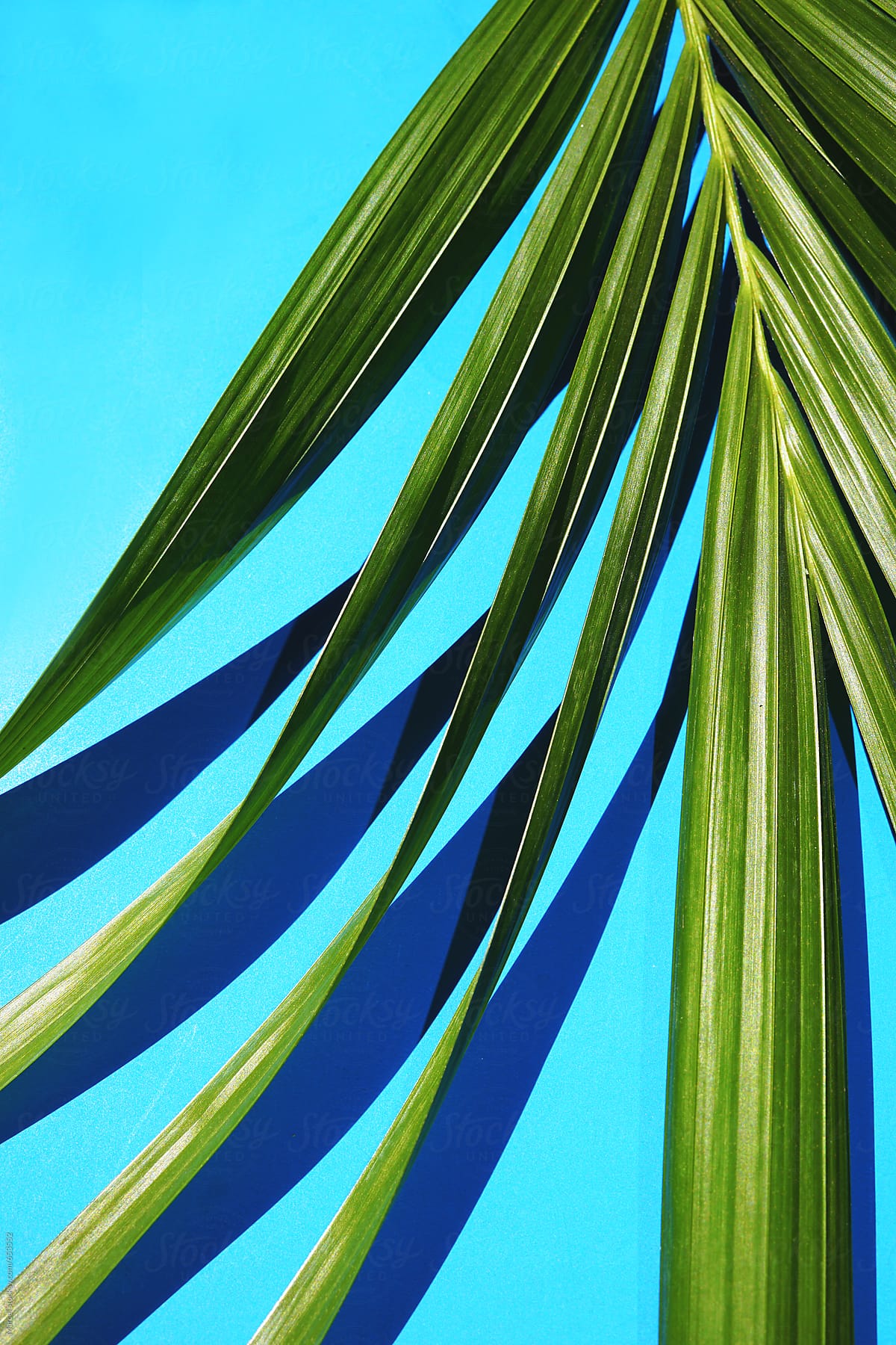 palm leaf on blue