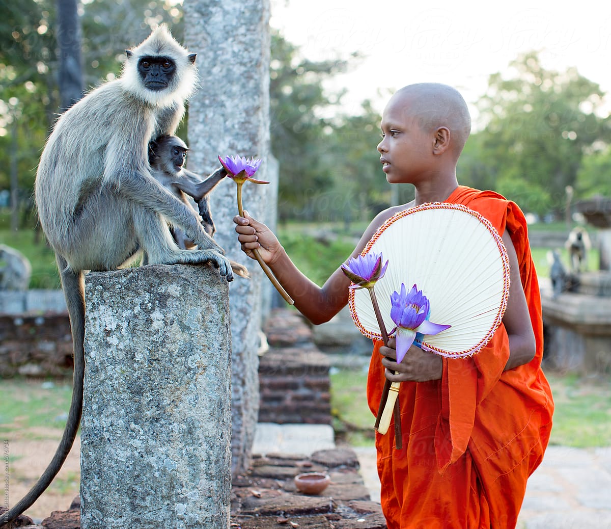 Novice Monks feeding monkeys outside temple. Sri Lanka.