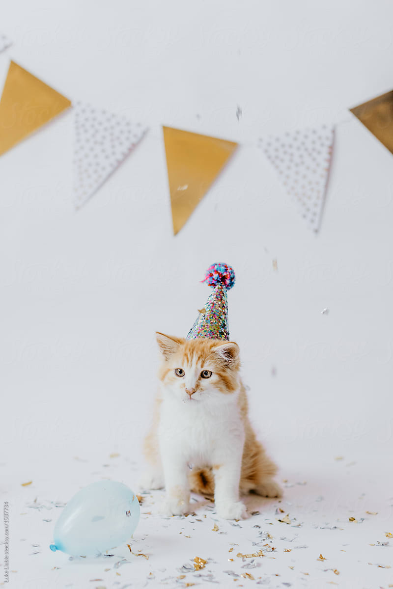 Kitten birthday celebration