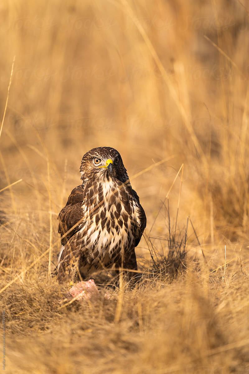 Buzzard With A Prey On The Ground
