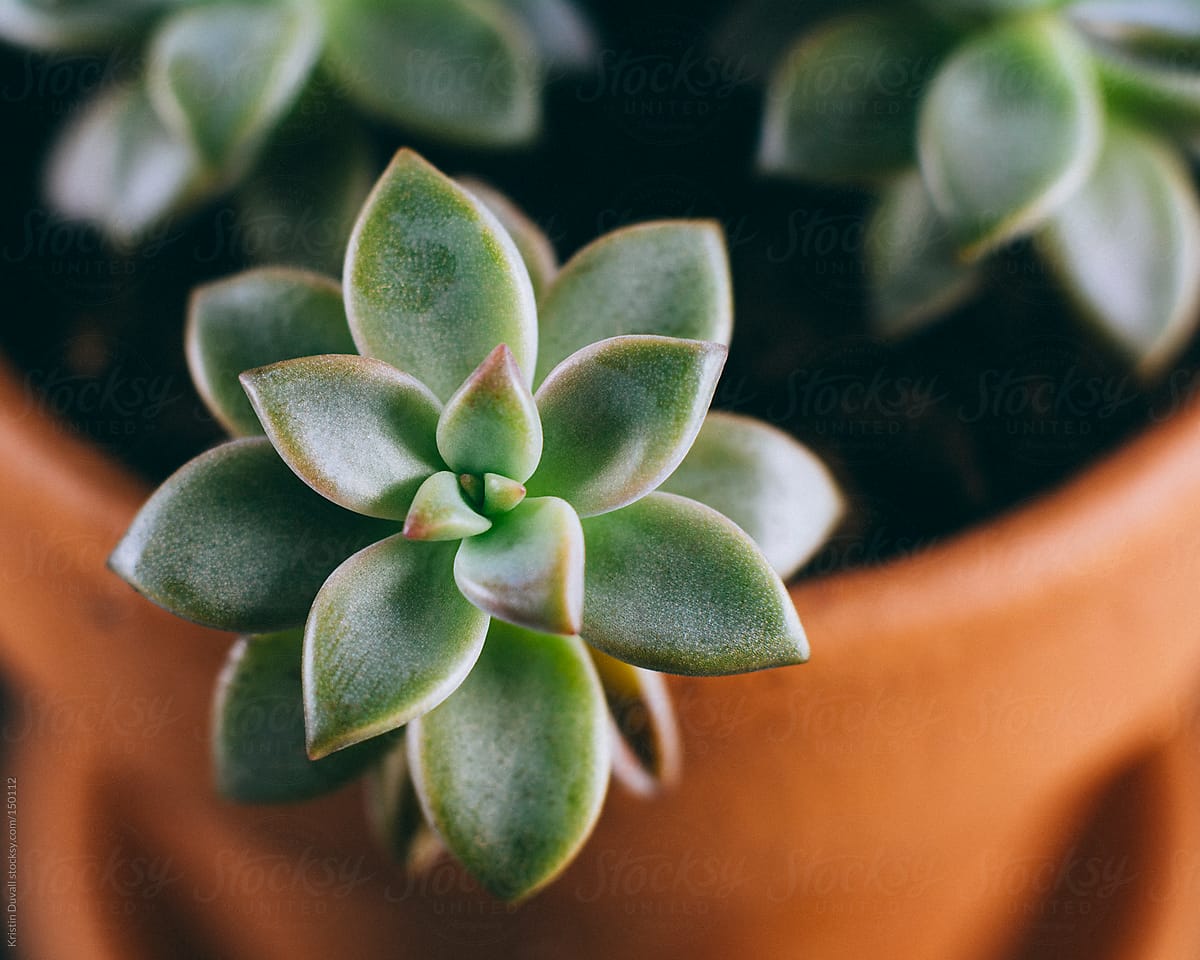 "Echeveria Succulent Leaves" by Stocksy Contributor "Kristin Duvall