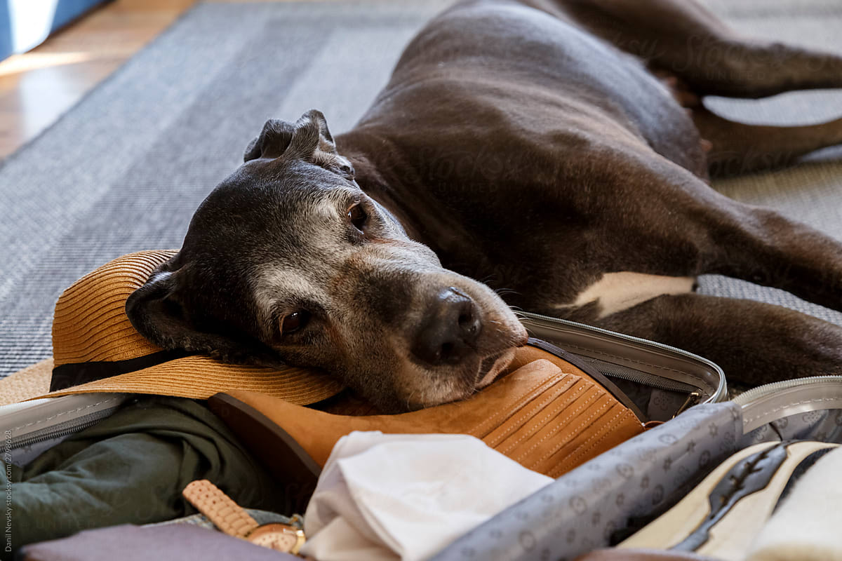 Unhappy purebred Great Dane dog laying on suitcase on floor