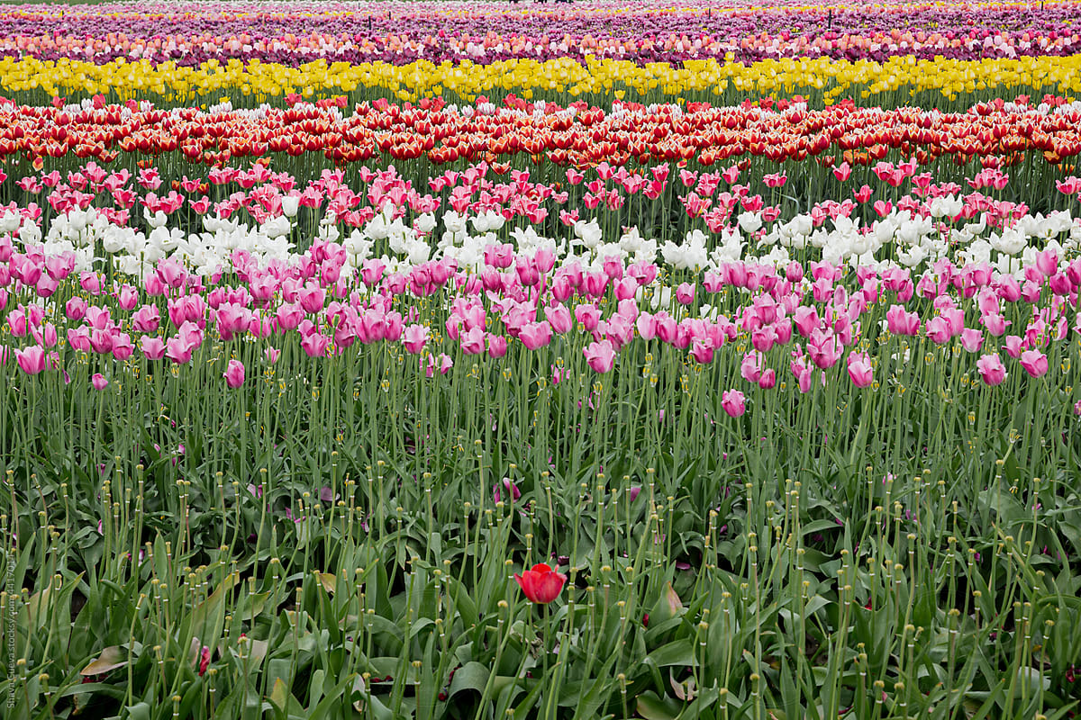 Landscape of tulips from many colors