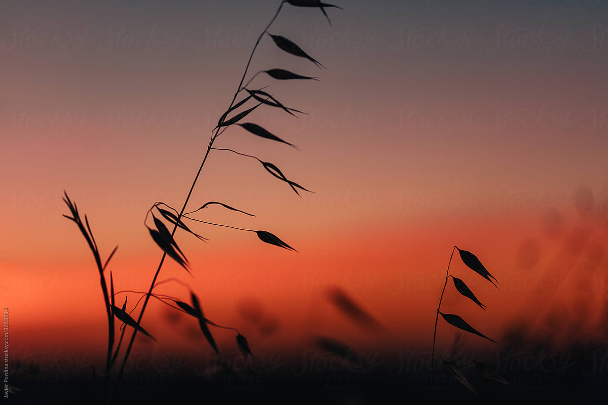 Sillhouettes of wild plants at sunset light