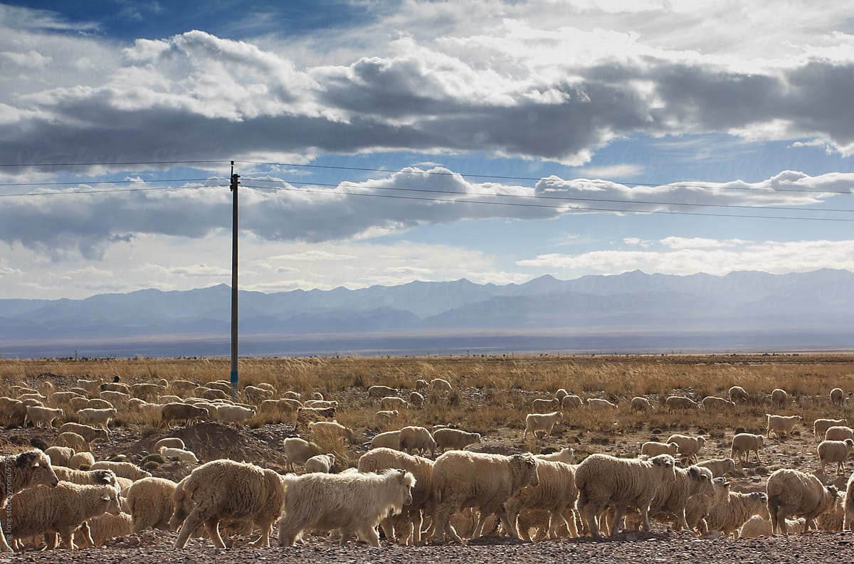 sheeps  in the Tibetan Plateau of China