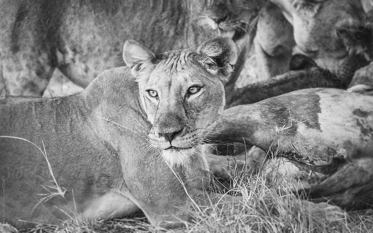 Lioness in black and white