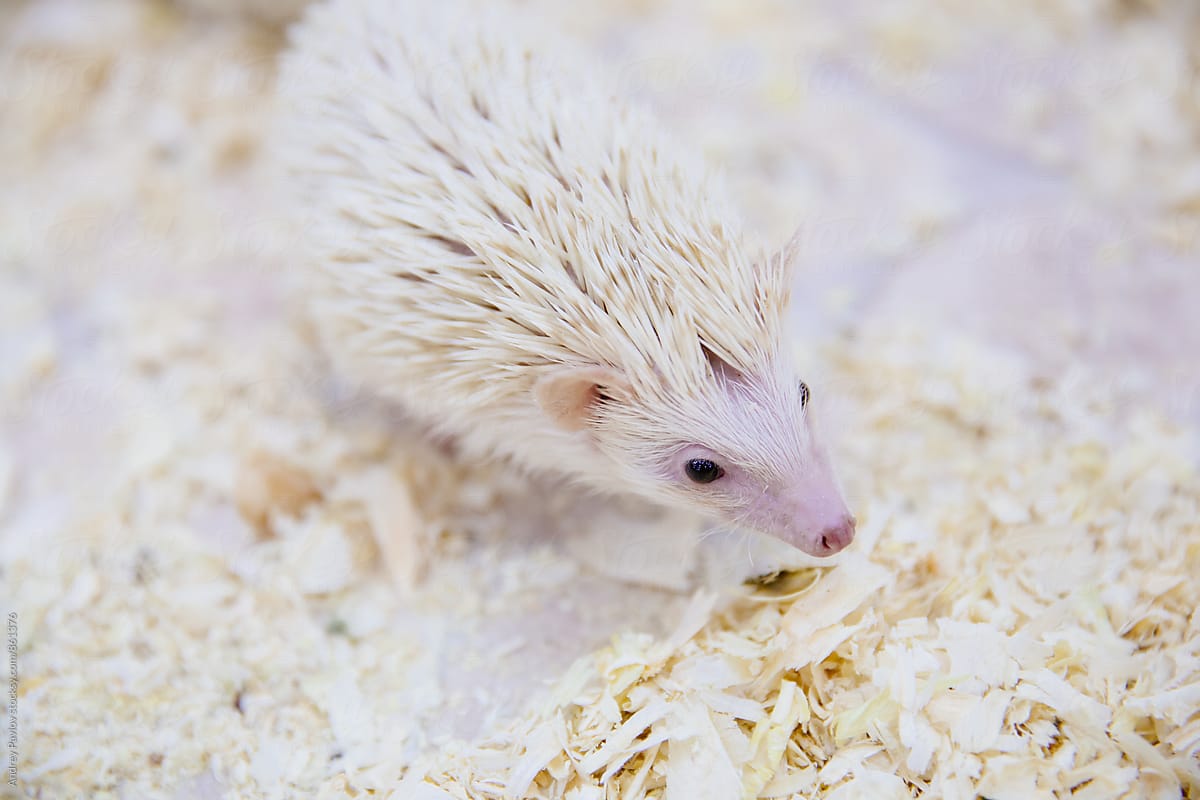 Little white hedgehog in sawdust