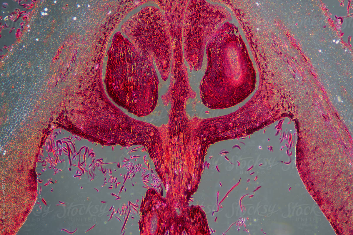 loquat flower plant cells micrograph