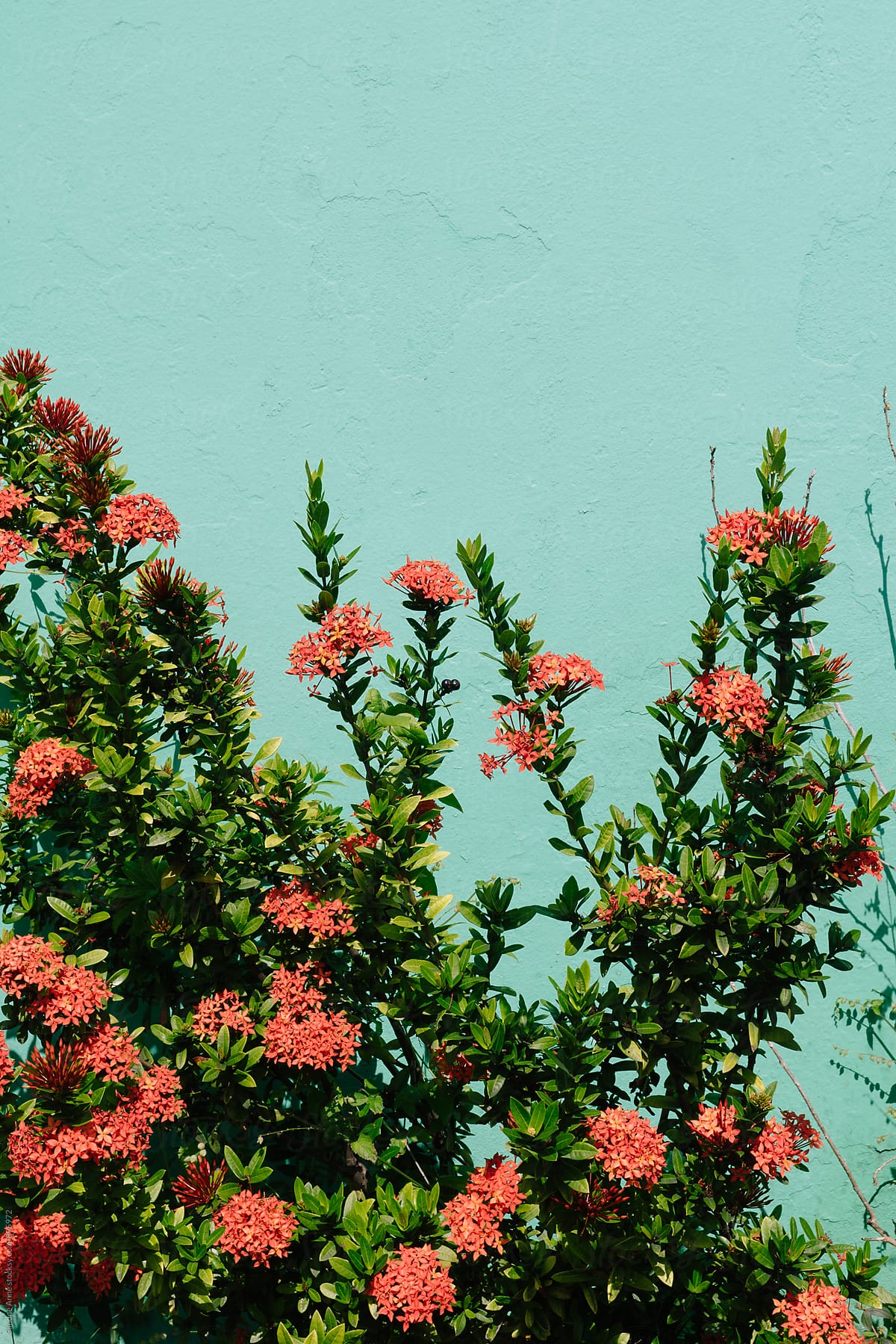 Orange flowers against a teal background