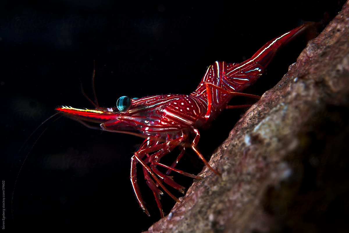 Closeup of red Camel Shrimp underwater on the coral reef in Thailand