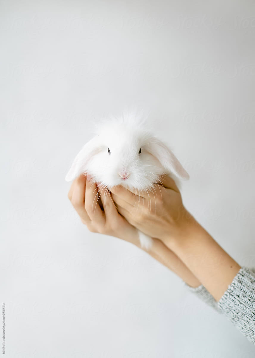 hands hold a little fluffy bunny