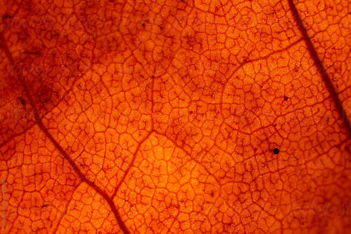 Autumn leaf macro close-up texture
