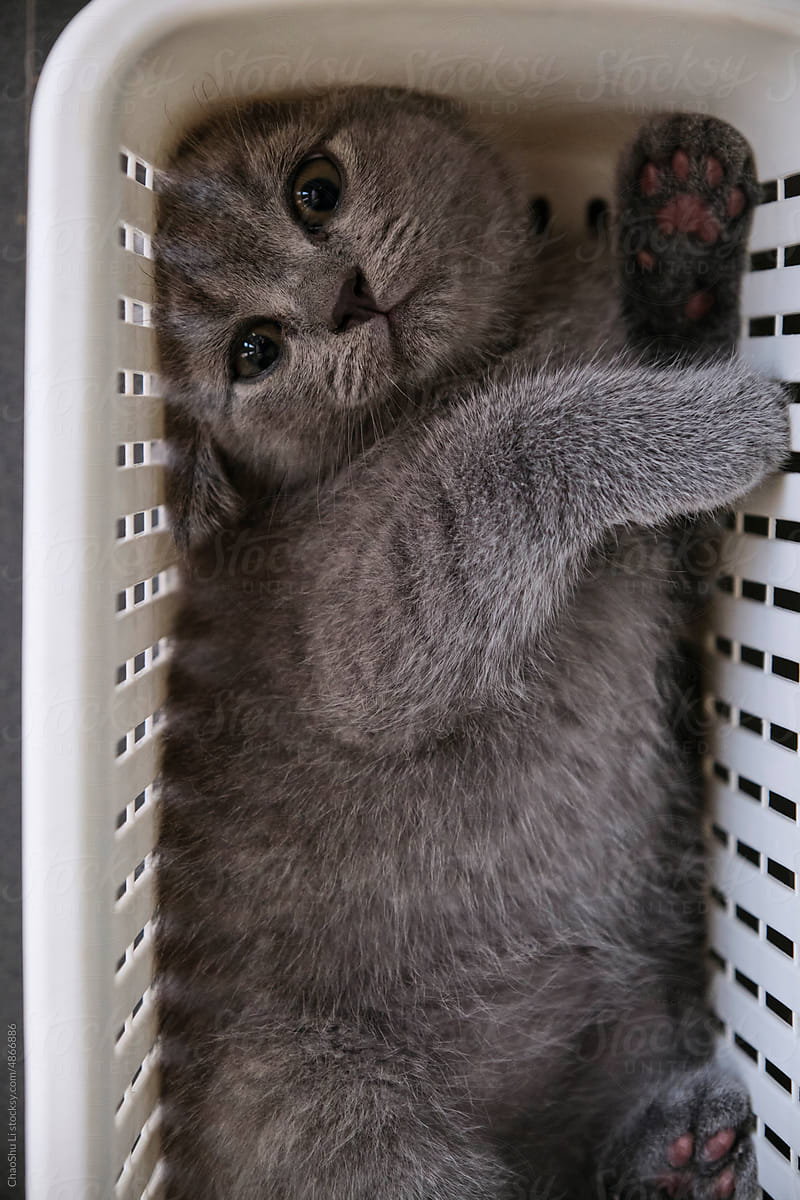 Closeup kitten playing in a basket
