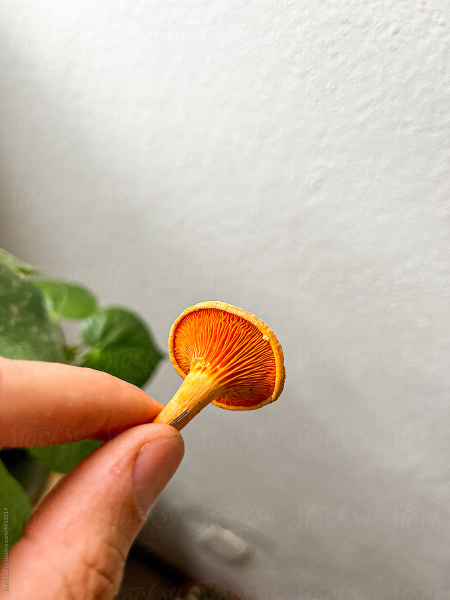 Orange chanterelle mushroom held by fingers