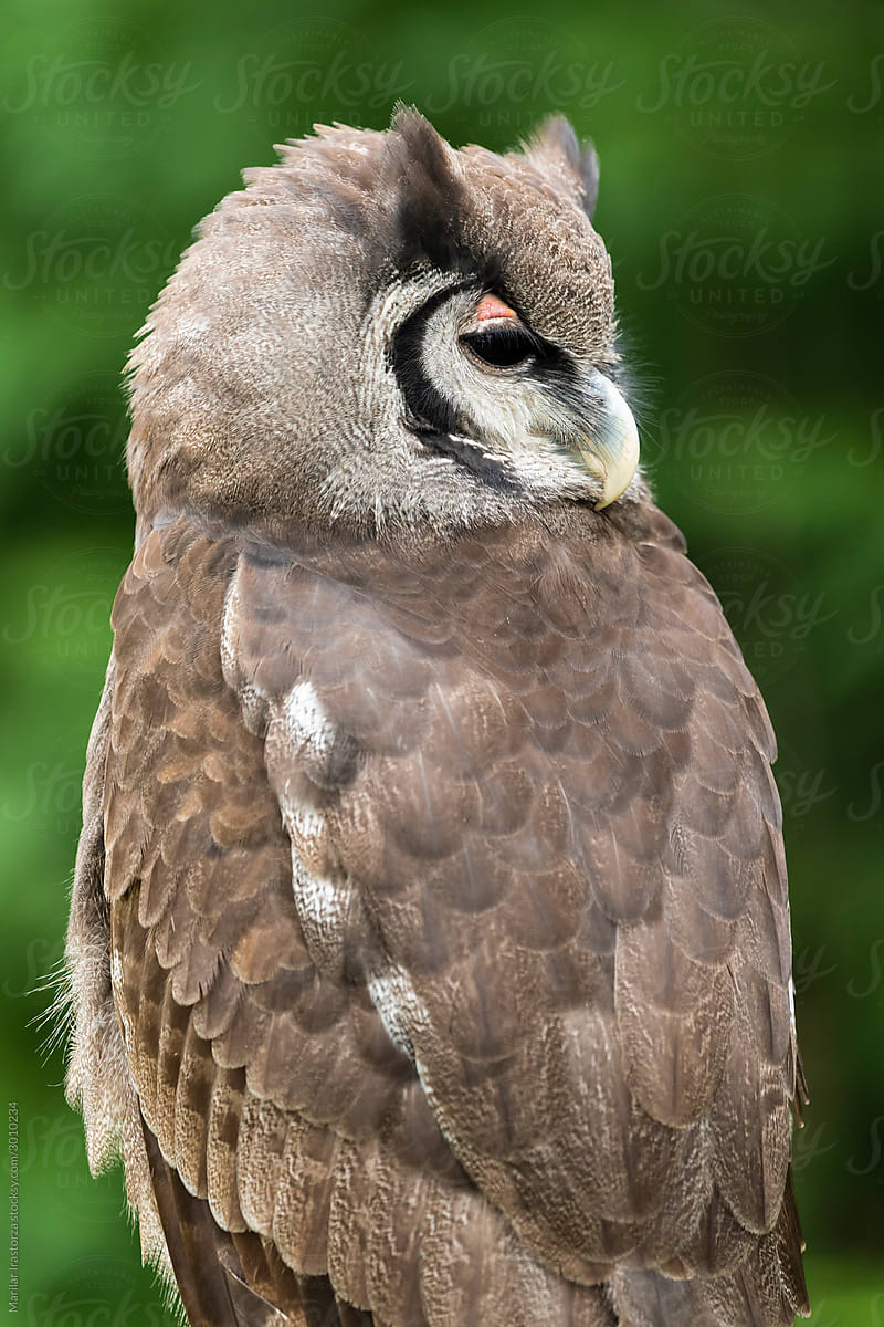 Verreaux\'s eagle-owl portrait