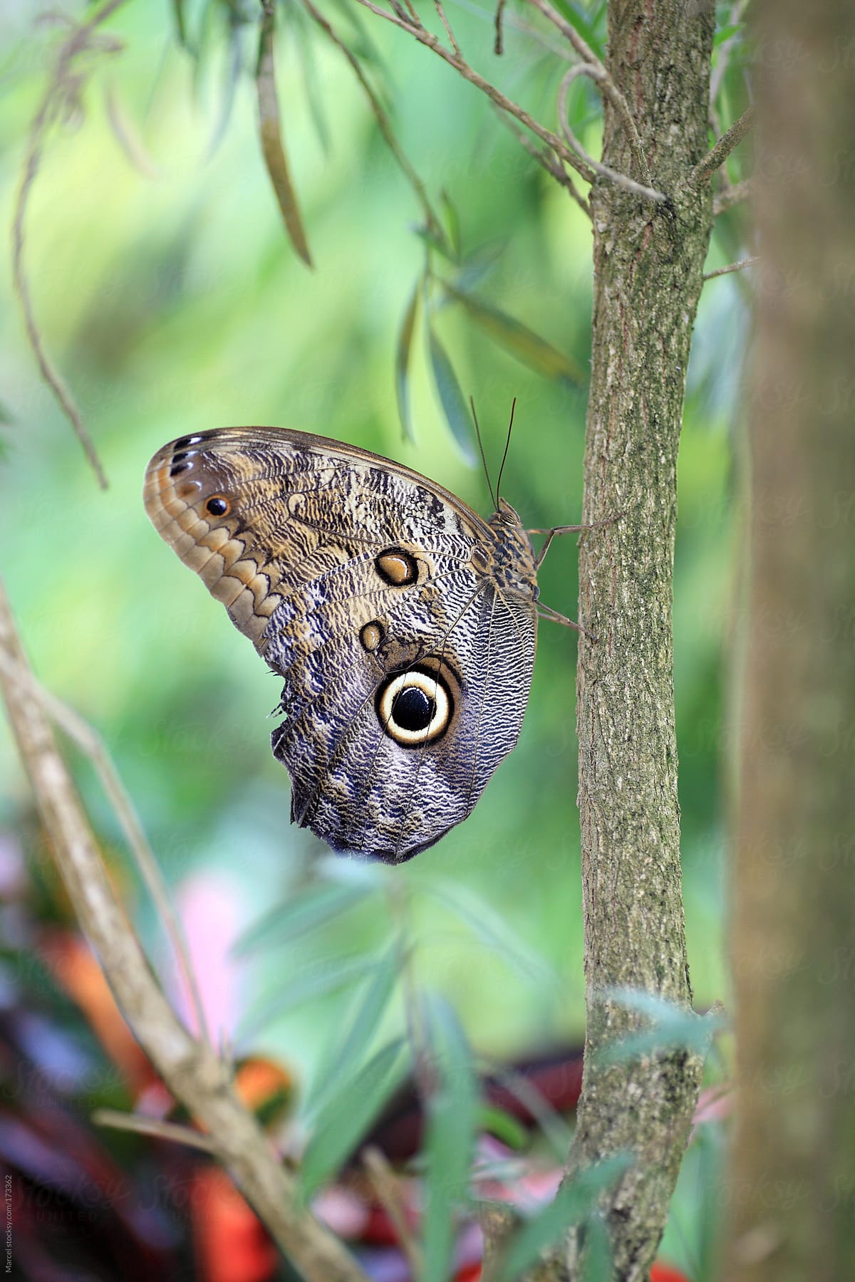 Morpho butterfly resting on a tree