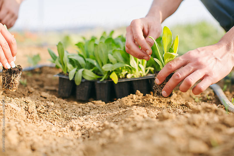 Closeup of farmer hands planting vegetables in the ground.