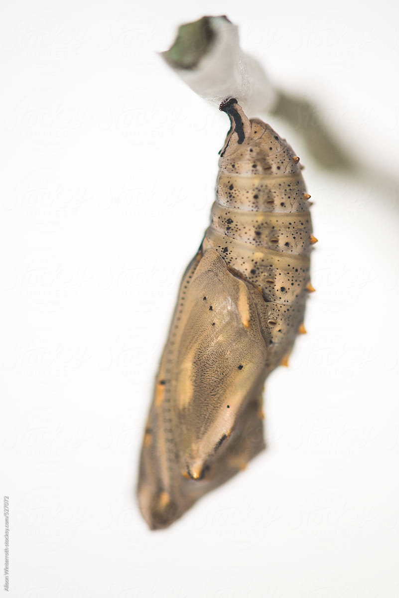 Close Up Image Of A Painted Lady Butterfly Cocoon
