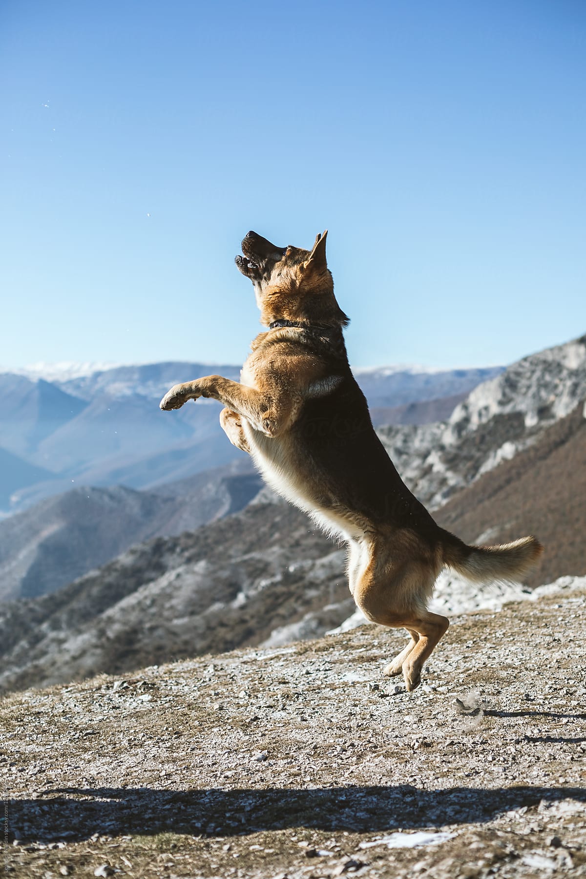 jumping sheepdog in alpine scenery
