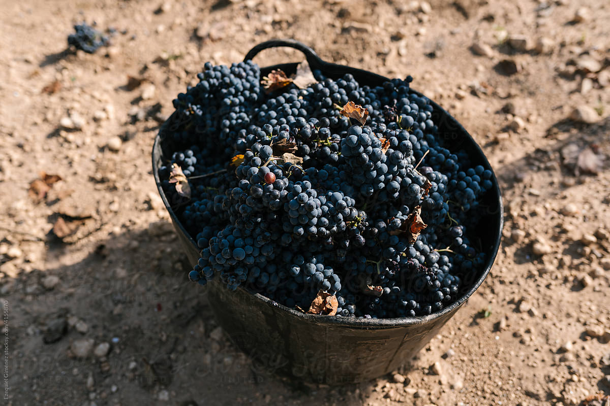 Bucket full of grapes in countryside