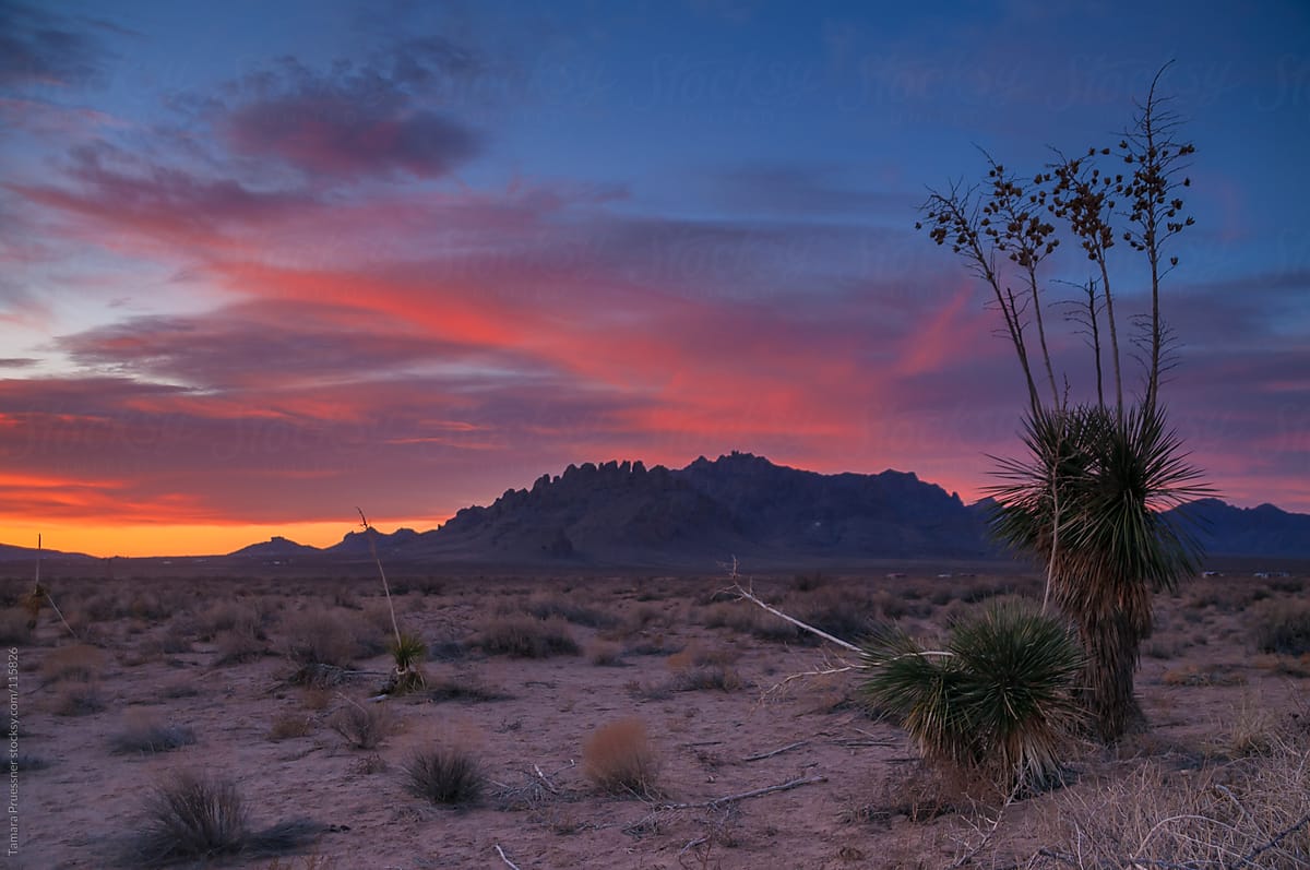 Desert Sunrise In New Mexico by Tamara Pruessner - Stocksy United