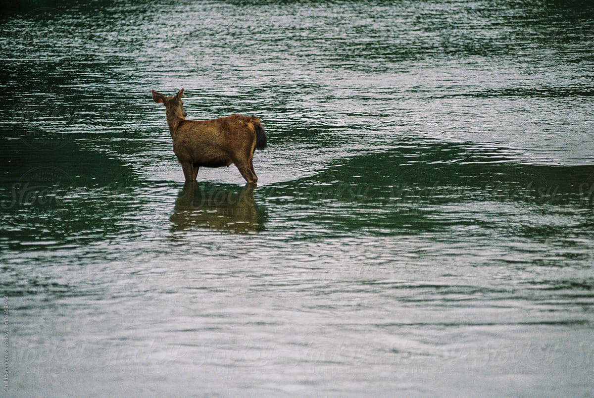 Wild deer standing in the stream