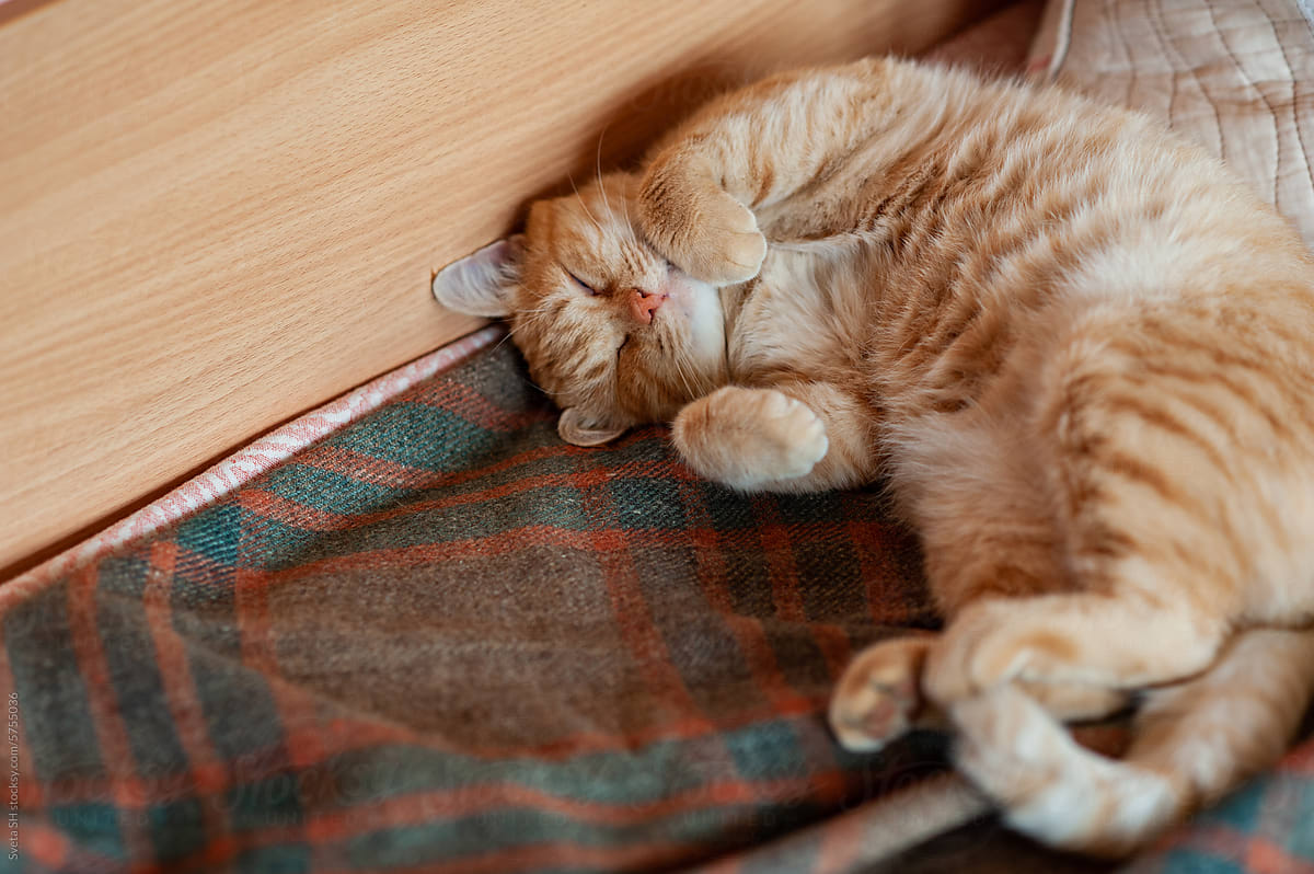 Sleepy Ginger Cat