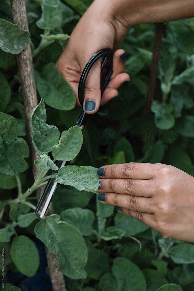 Anonymous Woman Harvesting Wine Leaves And Herbs For Handmade Dolmadakia