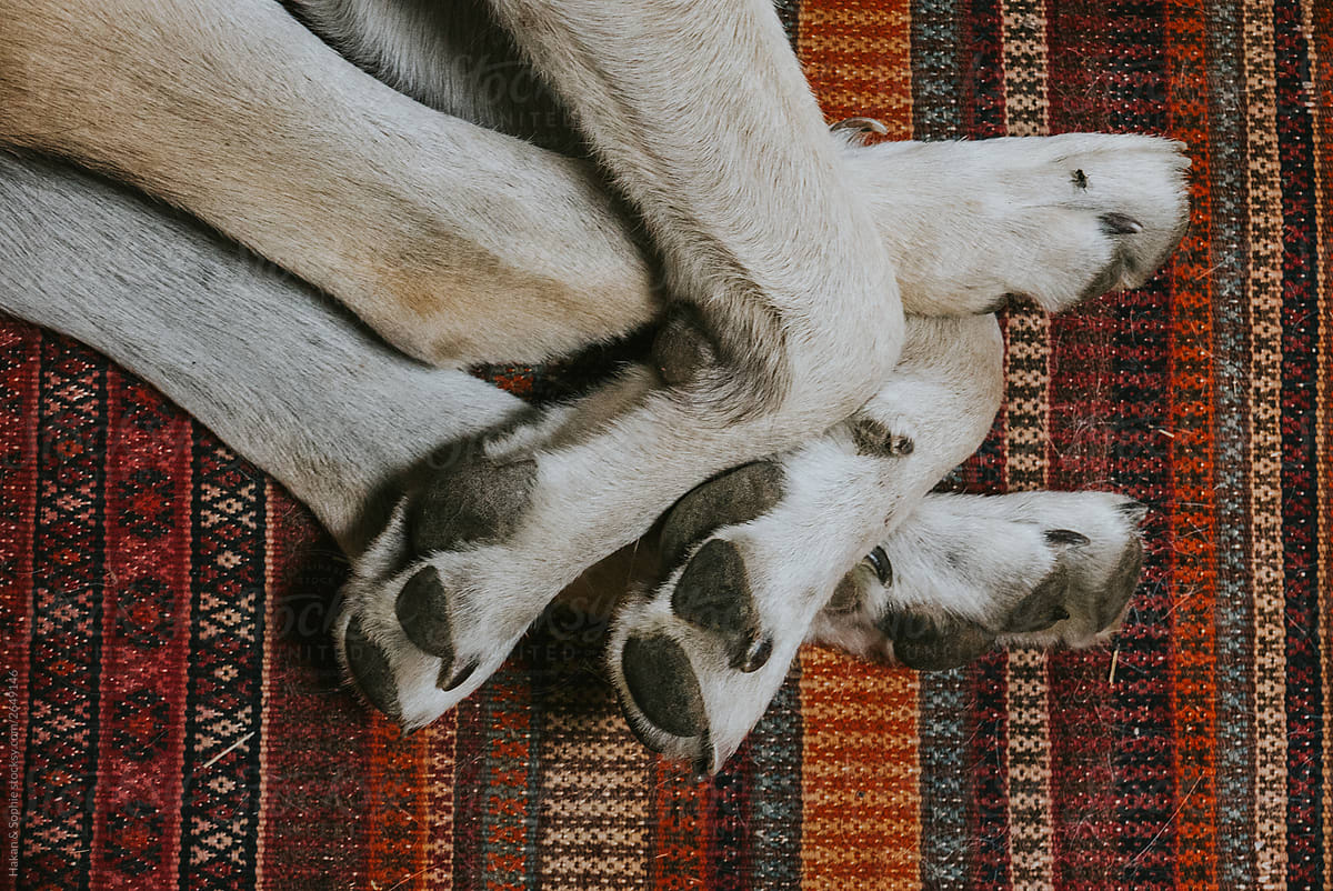Dog paws in a knot