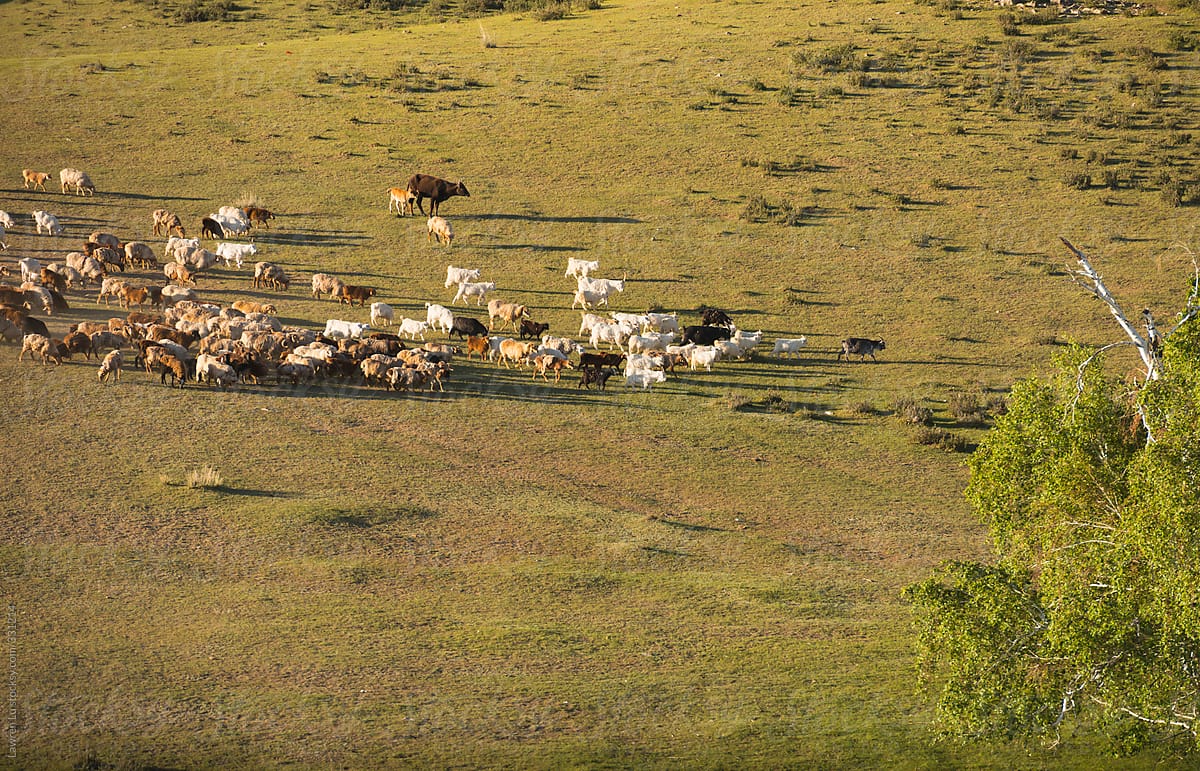 Cattles and sheeps grazing on field in Shinjang China